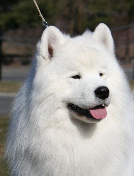 White Samoyed Pruce: A Powerful Tool for Positive Energy